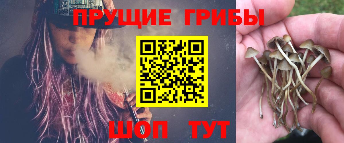 Спасск-Дальний  Псилоцибиновые грибы Psilocybine cubensis  Вход с VPN 